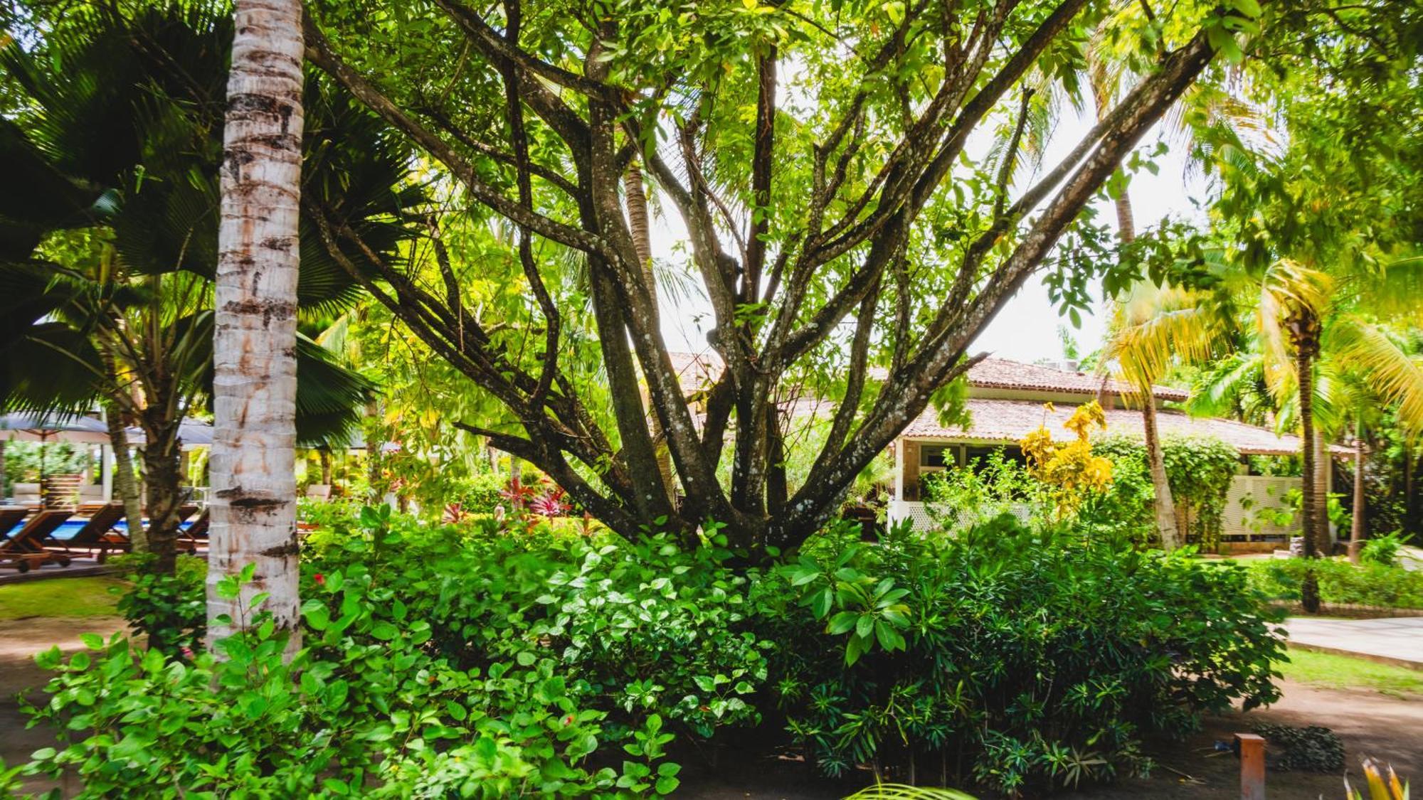 Casa Acayu 호텔 São Miguel dos Milagres 외부 사진